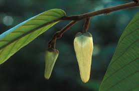 Image result for Friesodielsia