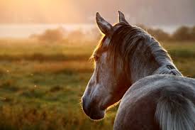 Pet service in tuerong, victoria. Integrative Approach To Diarrhea In The Equine Ivc Journal