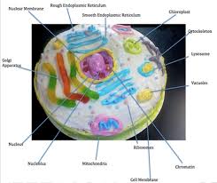 Check spelling or type a new query. Cell Function Biochem1oh1