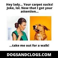 9 Reasons Why Dogs Suddenly Scratch The Carpet 3 Tips Dogsandclogs