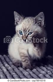 Blue eyed fluffy white and grey cat with long fur hairs, looking directly into camera, yellow nose and pointed ears, on a blue background portrait of a blue british cat at home. Small Grey Kitten With Blue Eyes Lay On A White Fluffy Blanket Small Grey Kitten With Blue Eyes Lay On A Soth White Fluffy Canstock