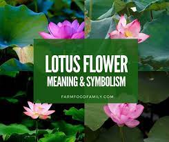 Lotus flower on top of an unalome symbol by varvara gorbash the enlightenment comes with the purity of the soul. Lotus Flower Meaning Symbolism And Colors Buddhist Symbol Of Purity