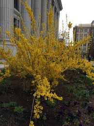 It S Spring Wild And Untamed Forsythia By Administration Bldg Yellow I E Spring Garden Guide Temple Square Untamed