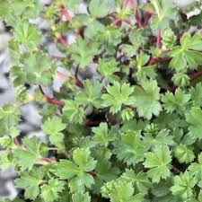 Image result for Alchemilla ellenbeckii