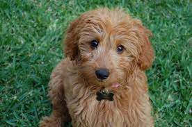 Pin By Nell Chitty On Doggies Puppy Heaven Goldendoodle Cute Dogs