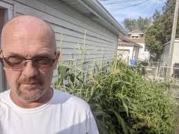 Tall corn growth in Nebraska fields
