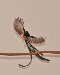 Berbeda dengan murai batu aceh, murai nias atau sering disebut juga dengan blacktail pada umumnya memiliki ekor yang keseluruhan berwarna hitam mulus. Burung Murai Batu Medan Ada Enggak Sih Om Kicau