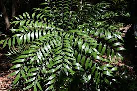 Image result for Stangeriaceae