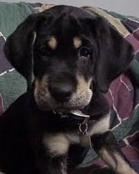 Black And Tan Labrador For Sale Black And Tan Labrador Labrador Pets Puppies