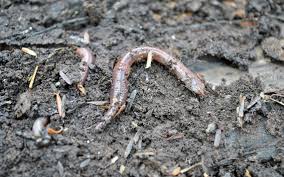Uncle jim's worm farm european nightcrawlers composting and fishing worms 1 lb pack. 2 Lb European Night Crawlers The Worm Compositing Guru