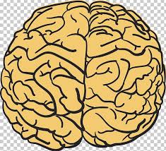 We did not find results for: Human Brain T Shirt Agy Drawing Png Clipart Area Balloon Cartoon Boy Cartoon Brain Brain Vector