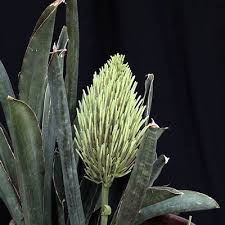 Image result for Sansevieria humiflora