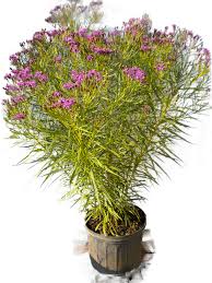 Image result for Vernonia sutherlandii