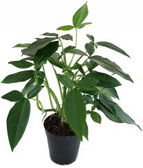 Die codycross lösungen für tropische zimmerpflanze mit pfeilförmigen blättern. Syngonium Trileaf Wonder Aussergewohnliche Grunpflanze Fangblatt Karnivorenshop