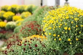 Salem flowers fast hand delivery for all occasions. Best Fall Porch Plants New England Today