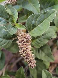 Image result for Amaranthus deflexus