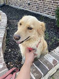 Tell us your search criteria and email address and we'll email you the next time a pet who matches is. Garland Tx Golden Retriever Meet Lulu A Pet For Adoption