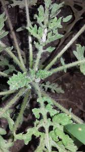 Image result for Gutenbergia cordifolia