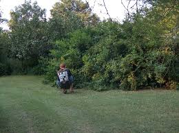 Image result for Cassinopsis ilicifolia