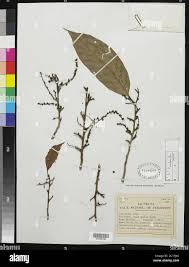 Image result for Coula