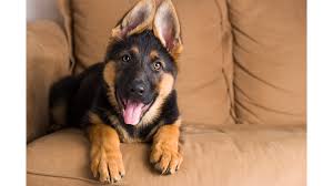 German shepherd puppies require minimal grooming attention, with the occasional bath and german shepherd puppies can get distracted easily. Ohio Police Say Puppy Nappers Are At Large 9 German Shepherds Go Missing Iheartradio