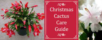 For starters, repotting the plant is a good idea. Christmas Cactus Care Guide Sugar Creek Gardens