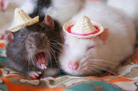 Arriiiiba Beethoven Cute Rats Cute Animal Pictures Animals Beautiful