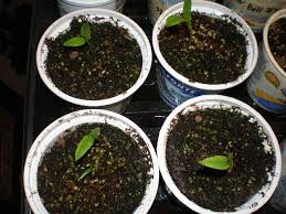 It was well known plant which was used in various ways. Three Week Seed Update Everything Is Homemade