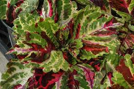 Image result for Coleus buchananii