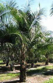 Mule Palm Butiagrus Nabonnandii Zone 9a 11 Full To Part Sun 30ft High 10ft Wide Moderately Fast Grower Hybrid Backyard Landscaping Landscape Palm Trees