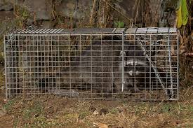 picture of a raccoon that has been caught and is ready for relocation