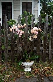 Let's buy flowers at the newsagent's/florist's. Send An Orchid Plant Mitch S Flowers