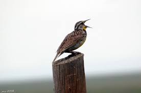 Image result for images why do birds go on singing end of the world