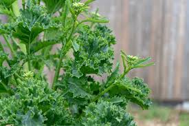 Blue green leaves get sweeter in cold weather. How To Plant Kale In Your Garden Tricks To Care