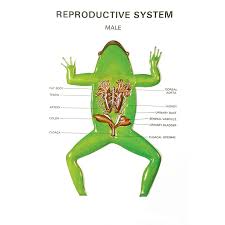 Zoology Series Iii Frog