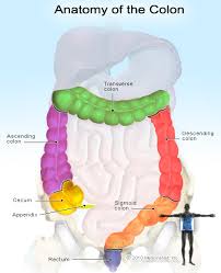 Rectal Bleeding Symptoms And Signs Causes