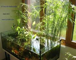Ide Ide Tentang Aquascape Pengen Buat Lagi Tapi Belum Berhasil Dengan Aquaponik Berikutnya Kalo Bisa Pengen Combin Tanaman Indoor Menanam Aquarium Air Tawar