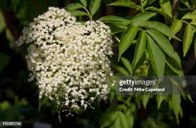 Image result for Aloysia citrodora