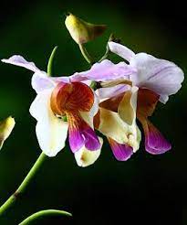 Bhatou Phool A Common Wild Orchid Of Assam Orchids Wild Orchid Flowers
