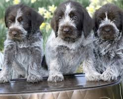 Our listings are from top breeders from around the country. Wirehaired Pointing Griffon Vs Lagotto Romagnolo Breed Comparison