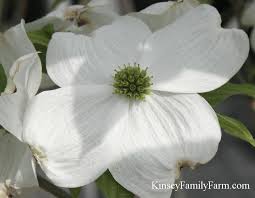 Flowering Dogwood Trees For Sale Georgia Kinsey Family Farm