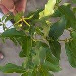 Image result for Pyrostria bibracteata