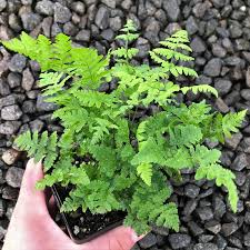 Image result for Dryopteris antarctica