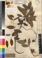 Image result for Landolphia kirkii