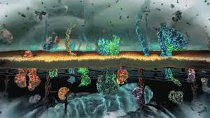 You can also put a social media icon, depending on which account you want to post them. Scientific Illustration Cell Membrane Scientific Illustration Membrane