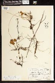 Image result for Marsilea apposita