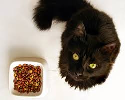 How Often Should You Feed Your Cat Cornell University