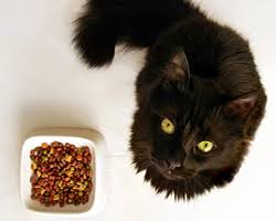 how often should you feed your cat cornell university