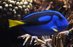 Paracanthurus Hepatus Aka Regal Tang Palette Surgeonfish Blue Tang Royal Blue Tang Hippo Tang Flagtail Surgeonfish Pacific The Meta Picture Funny Animals
