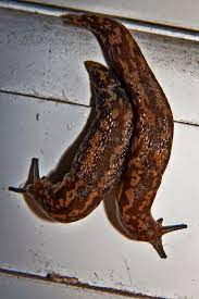 How To Get Rid Of Slugs In My House We Re Going On An Adventure